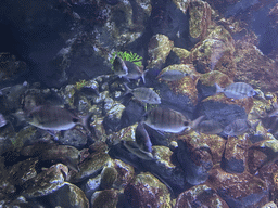 Fishes at the lower floor of the Deep Sea Area at the Poema del Mar Aquarium