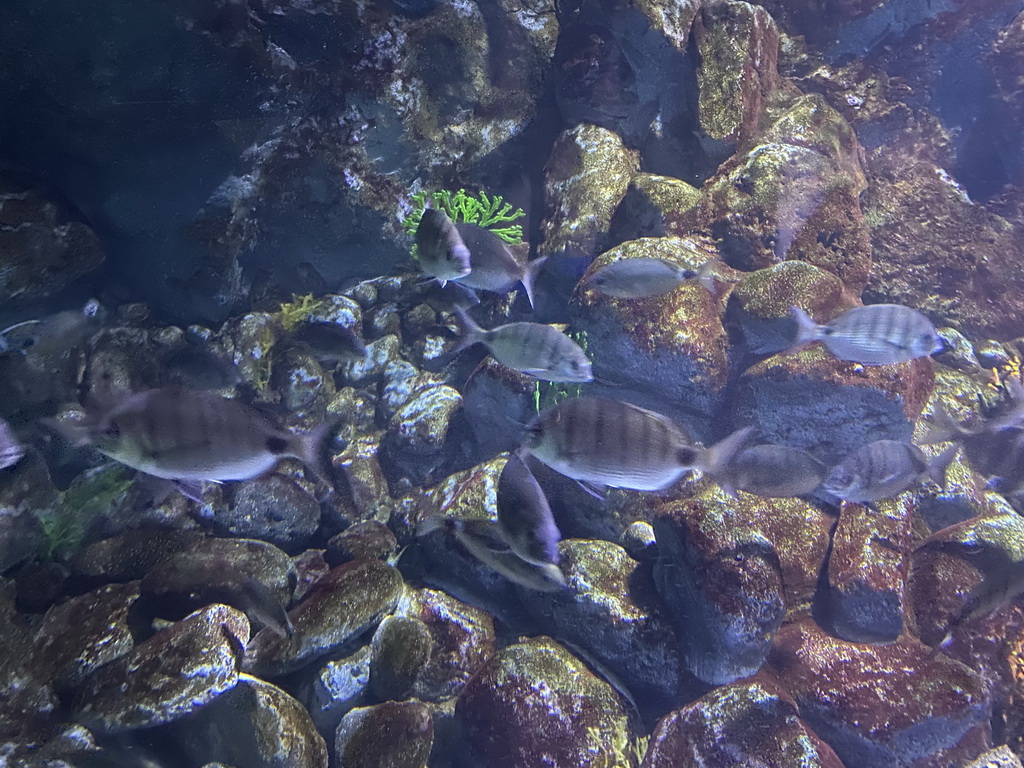 Fishes at the lower floor of the Deep Sea Area at the Poema del Mar Aquarium