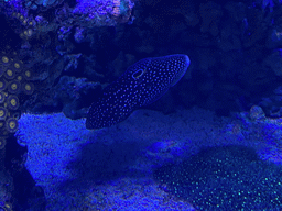 Fish at the lower floor of the Deep Sea Area at the Poema del Mar Aquarium