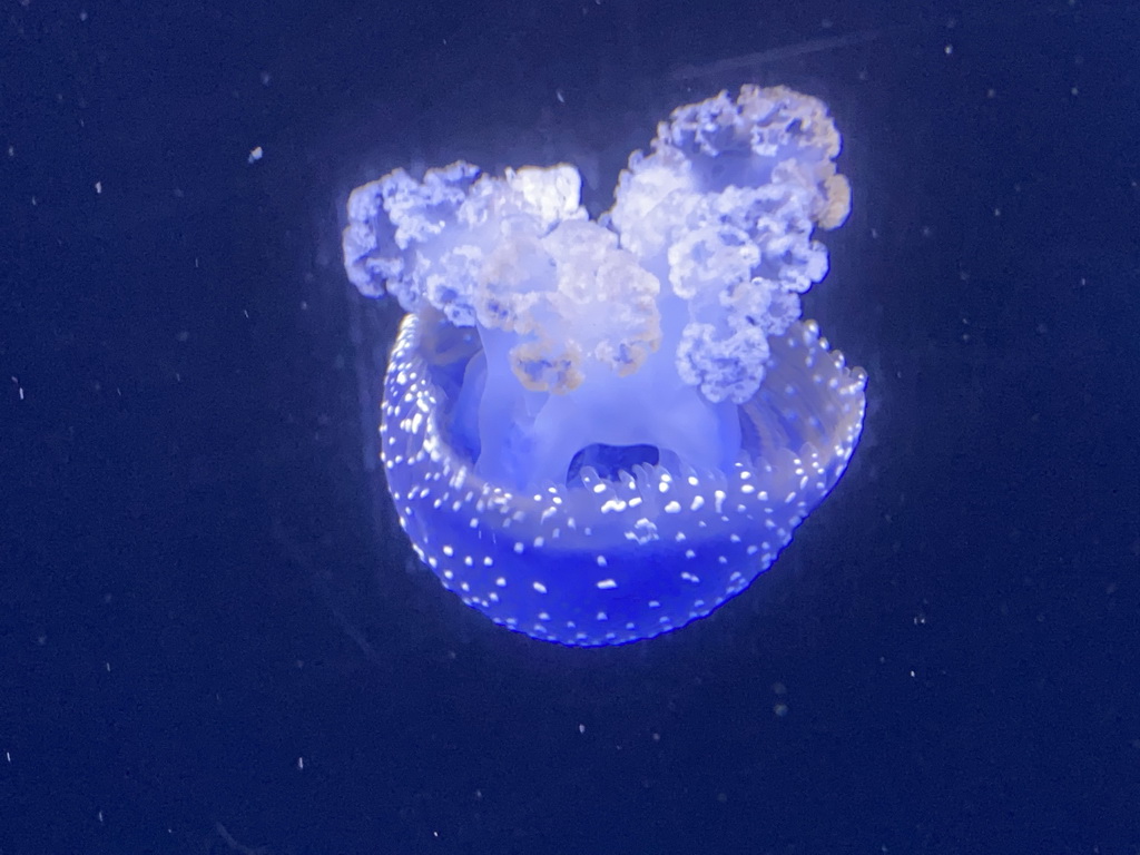 White-spotted Jellyfish at the lower floor of the Deep Sea Area at the Poema del Mar Aquarium