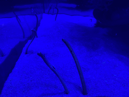 Garden Eels at the lower floor of the Deep Sea Area at the Poema del Mar Aquarium