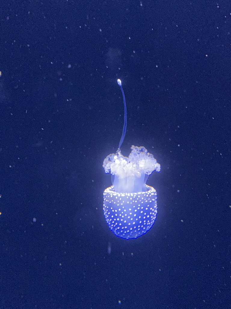 White-spotted Jellyfish at the lower floor of the Deep Sea Area at the Poema del Mar Aquarium