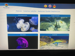 Explanation on the White-spotted Jellyfish, Banggai Cardinalfish, Moon Jellyfish and Mandarinfish at the lower floor of the Deep Sea Area at the Poema del Mar Aquarium