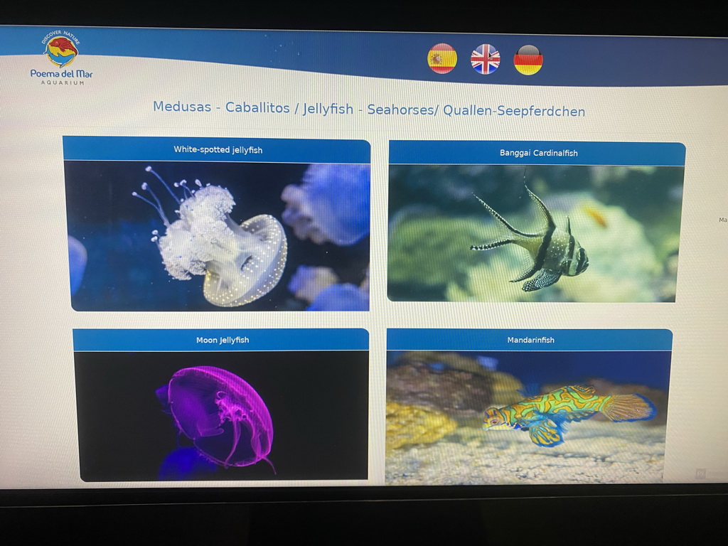 Explanation on the White-spotted Jellyfish, Banggai Cardinalfish, Moon Jellyfish and Mandarinfish at the lower floor of the Deep Sea Area at the Poema del Mar Aquarium