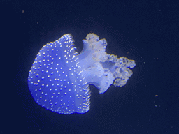 White-spotted Jellyfish at the lower floor of the Deep Sea Area at the Poema del Mar Aquarium