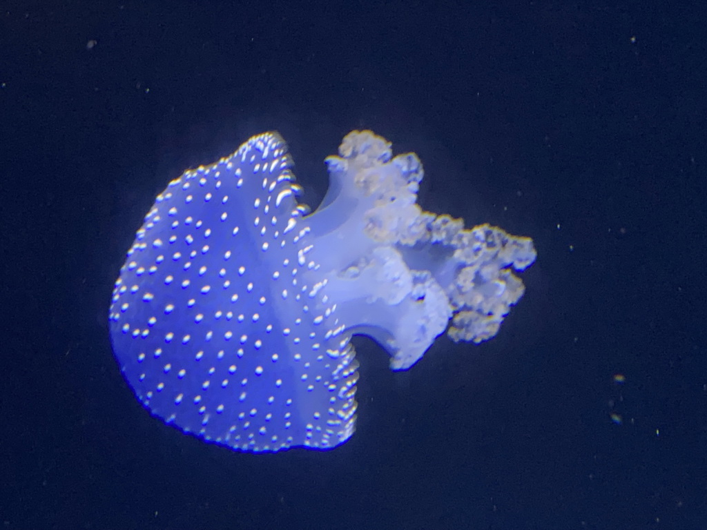 White-spotted Jellyfish at the lower floor of the Deep Sea Area at the Poema del Mar Aquarium