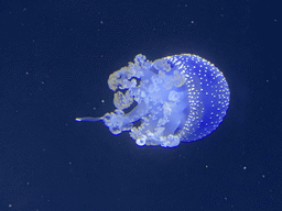 White-spotted Jellyfish at the lower floor of the Deep Sea Area at the Poema del Mar Aquarium