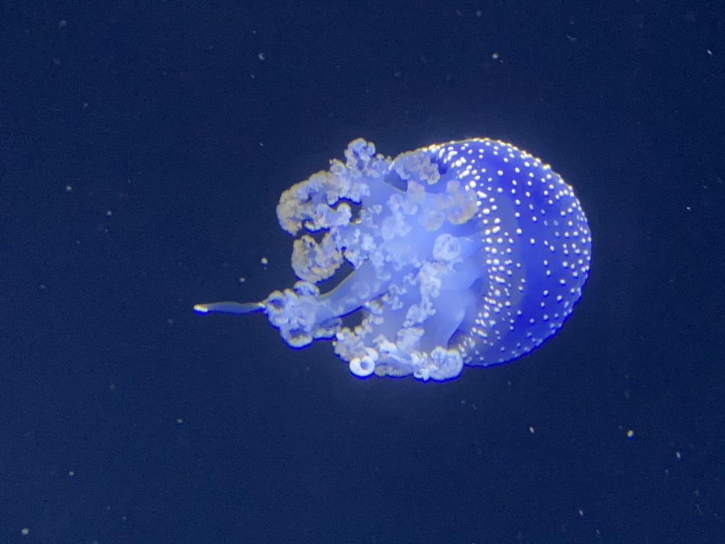 White-spotted Jellyfish at the lower floor of the Deep Sea Area at the Poema del Mar Aquarium