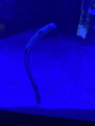 Garden Eel at the lower floor of the Deep Sea Area at the Poema del Mar Aquarium