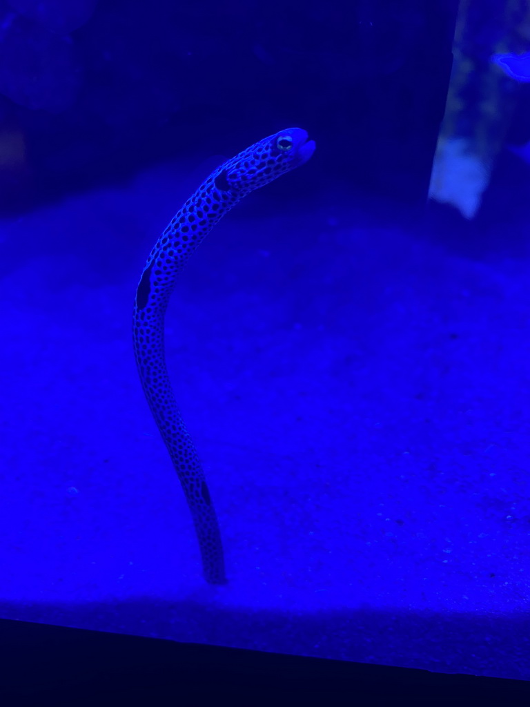 Garden Eel at the lower floor of the Deep Sea Area at the Poema del Mar Aquarium