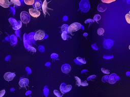 Jellyfishes at the lower floor of the Deep Sea Area at the Poema del Mar Aquarium