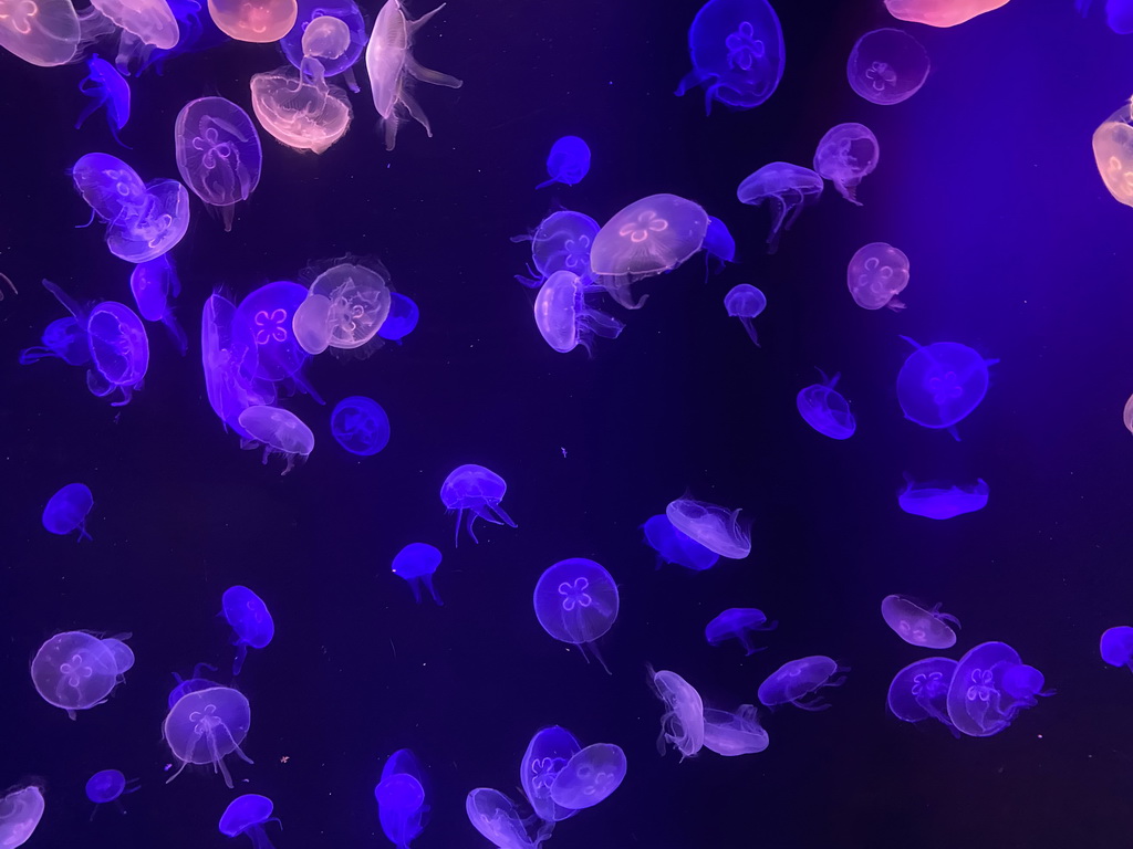 Jellyfishes at the lower floor of the Deep Sea Area at the Poema del Mar Aquarium