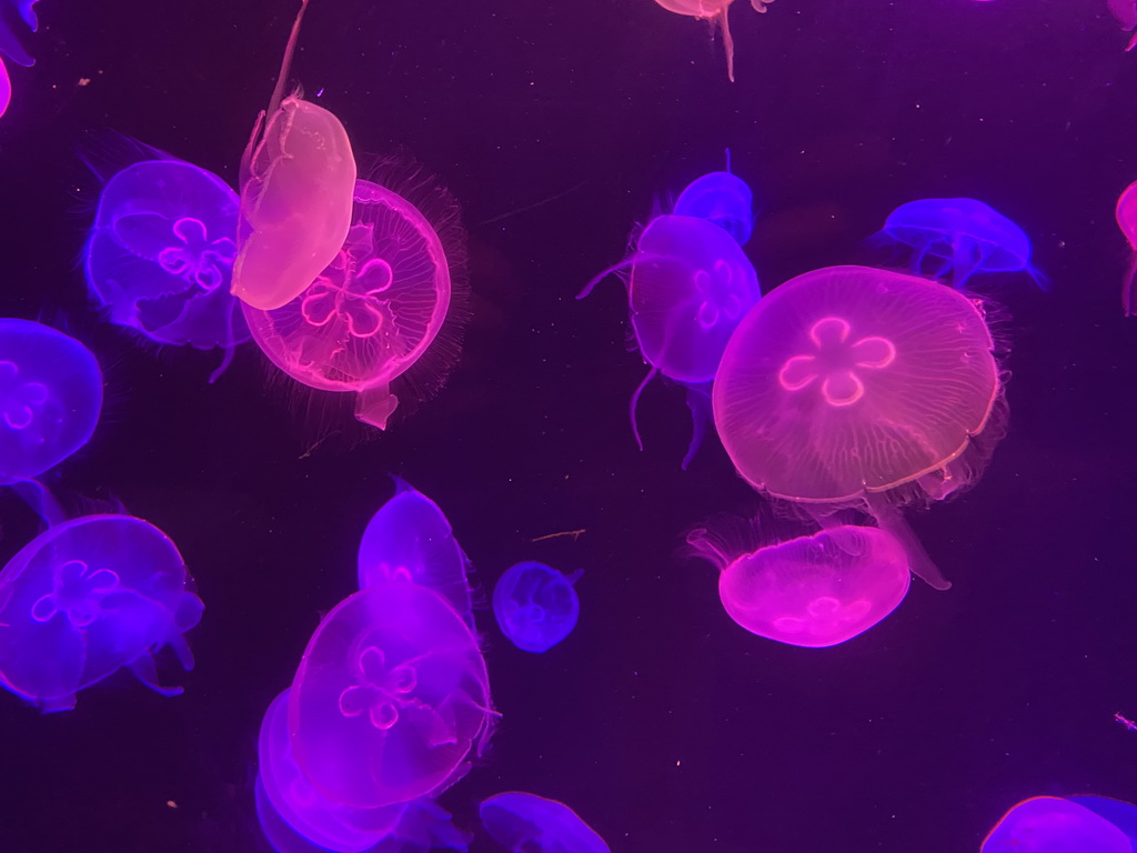 Jellyfishes at the lower floor of the Deep Sea Area at the Poema del Mar Aquarium