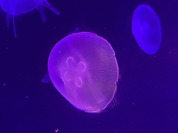 Jellyfishes at the lower floor of the Deep Sea Area at the Poema del Mar Aquarium