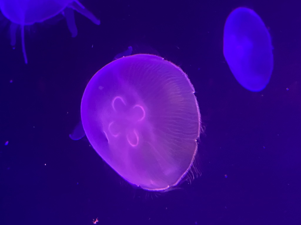 Jellyfishes at the lower floor of the Deep Sea Area at the Poema del Mar Aquarium