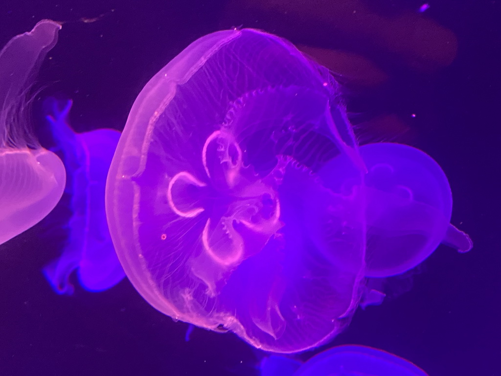 Jellyfishes at the lower floor of the Deep Sea Area at the Poema del Mar Aquarium