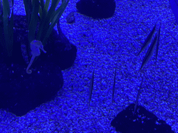 Seahorses and Lancelets at the lower floor of the Deep Sea Area at the Poema del Mar Aquarium