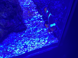 Clownfish at the lower floor of the Deep Sea Area at the Poema del Mar Aquarium