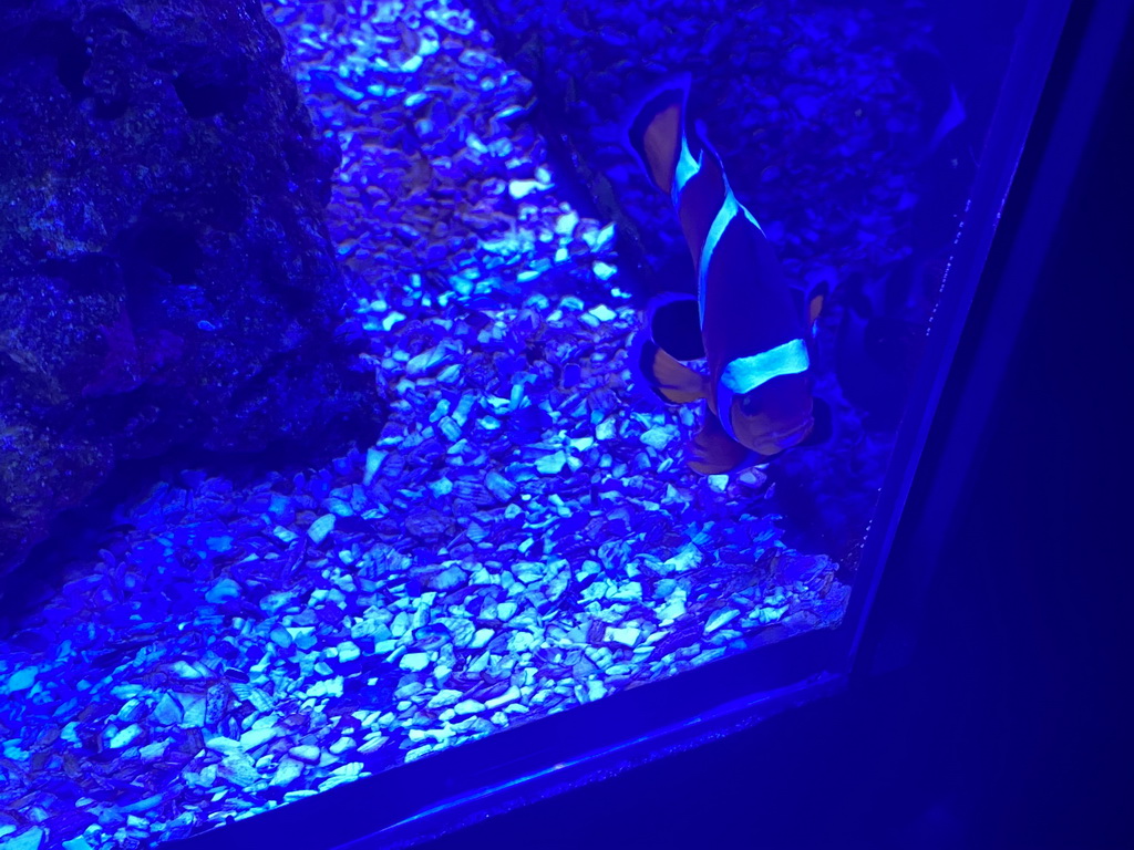 Clownfish at the lower floor of the Deep Sea Area at the Poema del Mar Aquarium