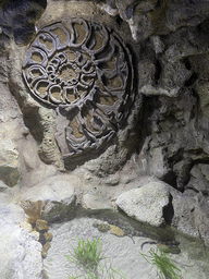Ammonite fossil and fishes at the lower floor of the Deep Sea Area at the Poema del Mar Aquarium