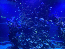 Fishes at the lower floor of the Beach Area at the Poema del Mar Aquarium