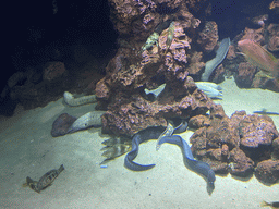 Moray Eels and other fishes at the lower floor of the Beach Area at the Poema del Mar Aquarium