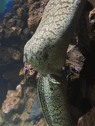 Moray Eels at the lower floor of the Beach Area at the Poema del Mar Aquarium