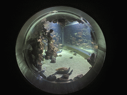 Moray Eels and other fishes at the lower floor of the Beach Area at the Poema del Mar Aquarium