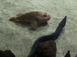 Moray Eels and other fish at the lower floor of the Beach Area at the Poema del Mar Aquarium