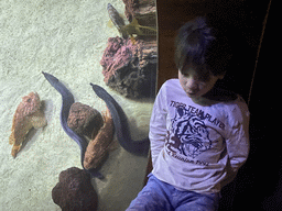 Max with Moray Eels and other fishes at the lower floor of the Beach Area at the Poema del Mar Aquarium