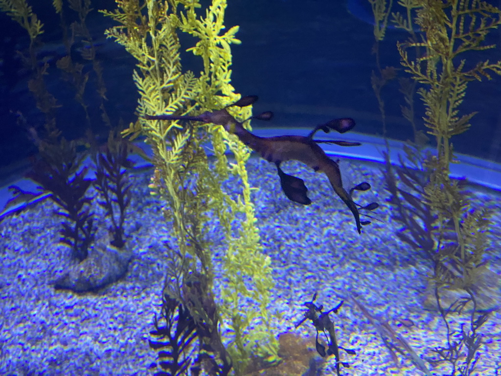 Leafy Seadragons at the lower floor of the Jungle Area at the Poema del Mar Aquarium