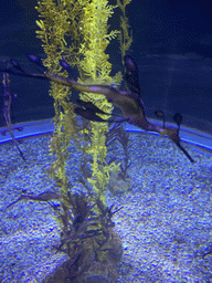 Leafy Seadragons at the lower floor of the Jungle Area at the Poema del Mar Aquarium