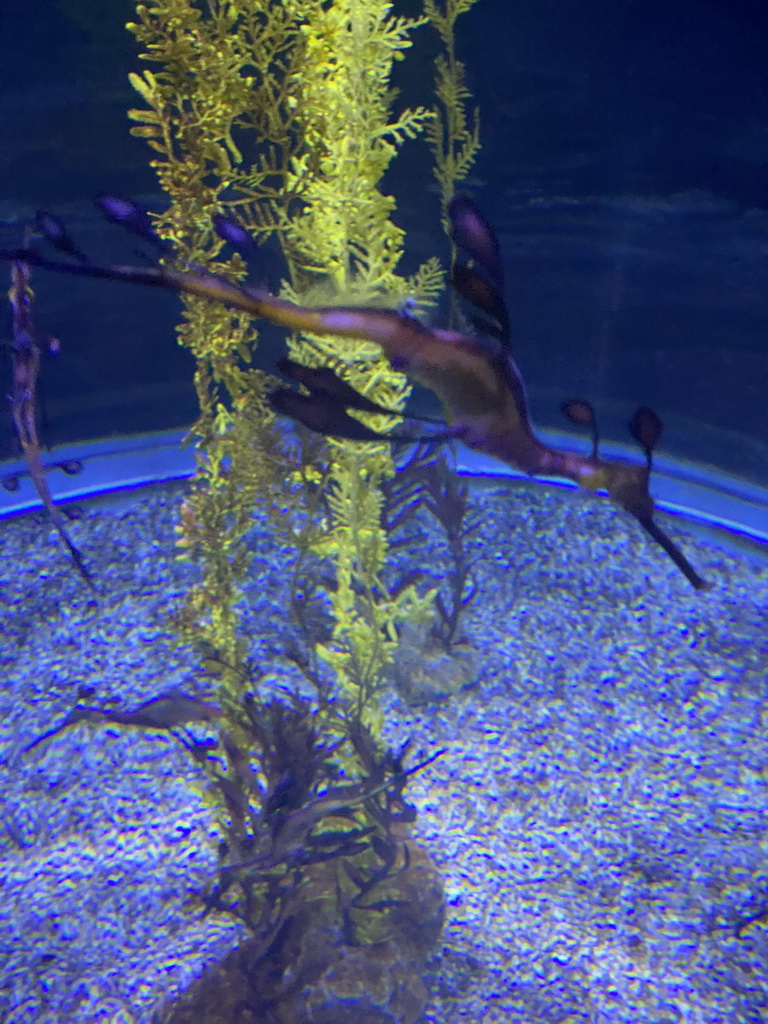 Leafy Seadragons at the lower floor of the Jungle Area at the Poema del Mar Aquarium