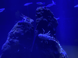 Lobsters and fishes at the lower floor of the Jungle Area at the Poema del Mar Aquarium