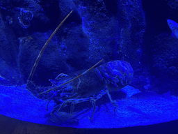 Lobster at the lower floor of the Jungle Area at the Poema del Mar Aquarium