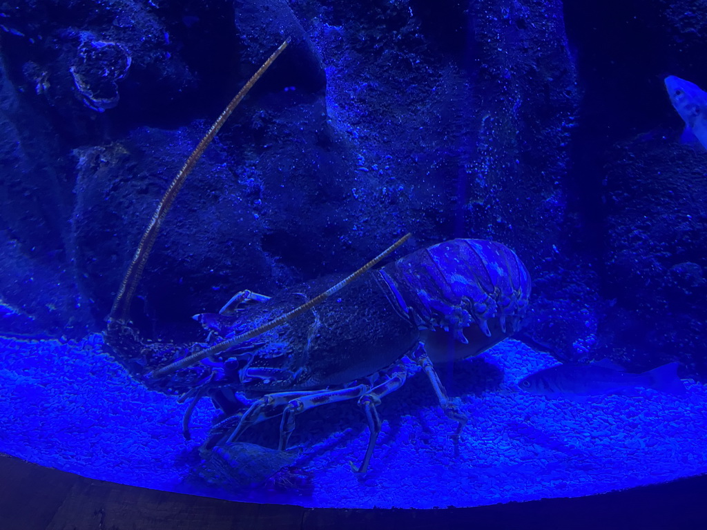 Lobster at the lower floor of the Jungle Area at the Poema del Mar Aquarium