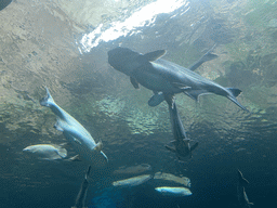 Fishes at the lower floor of the Jungle Area at the Poema del Mar Aquarium