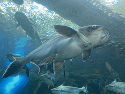 Fishes at the lower floor of the Jungle Area at the Poema del Mar Aquarium