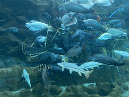 Diver and fishes at the lower floor of the Jungle Area at the Poema del Mar Aquarium