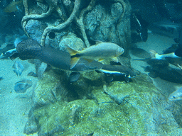 Fishes at the lower floor of the Jungle Area at the Poema del Mar Aquarium