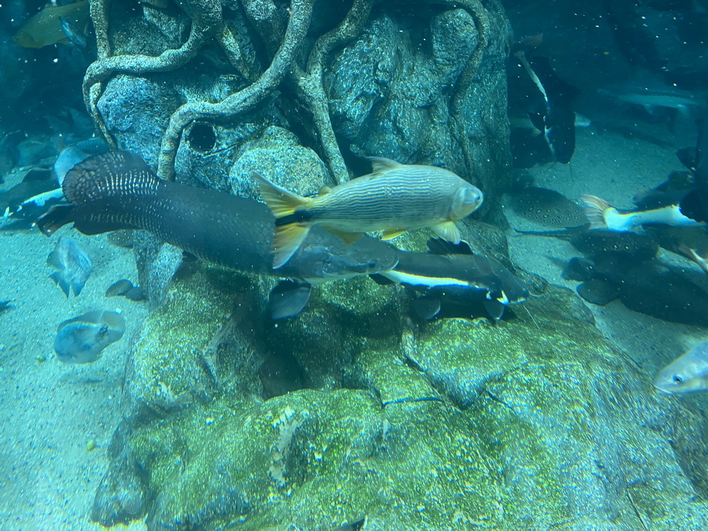 Fishes at the lower floor of the Jungle Area at the Poema del Mar Aquarium