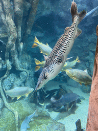 Fishes at the lower floor of the Jungle Area at the Poema del Mar Aquarium