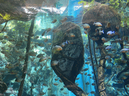 Piranhas at the lower floor of the Jungle Area at the Poema del Mar Aquarium