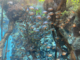 Piranhas at the lower floor of the Jungle Area at the Poema del Mar Aquarium