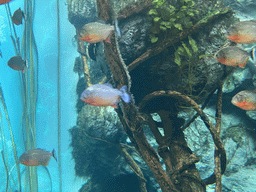 Piranhas at the lower floor of the Jungle Area at the Poema del Mar Aquarium