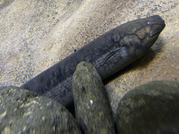 South American Lungfish at the Mysterious Cave area at the lower floor of the Jungle Area at the Poema del Mar Aquarium