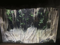 South American Lungfish and other fishes at the Mysterious Cave area at the lower floor of the Jungle Area at the Poema del Mar Aquarium