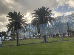 Palm trees at the Parque de San José park, viewed from the bus to Maspalomas on the GC-1 road