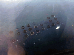 Fishing nets in front of the coast of the town of Salinetas, viewed from the airplane to Rotterdam