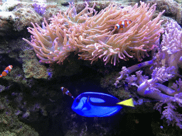 Clownfish, Blue Tang and coral at the AquaZoo Leerdam